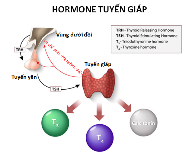 Thyroid hormones (VN)